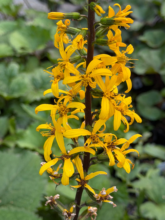 Ligularia stenocephala 'The Rocket'