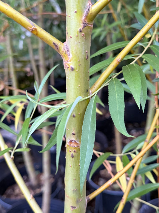 Salix alba 'Tristis Niobe' (Golden Weeping Willow)