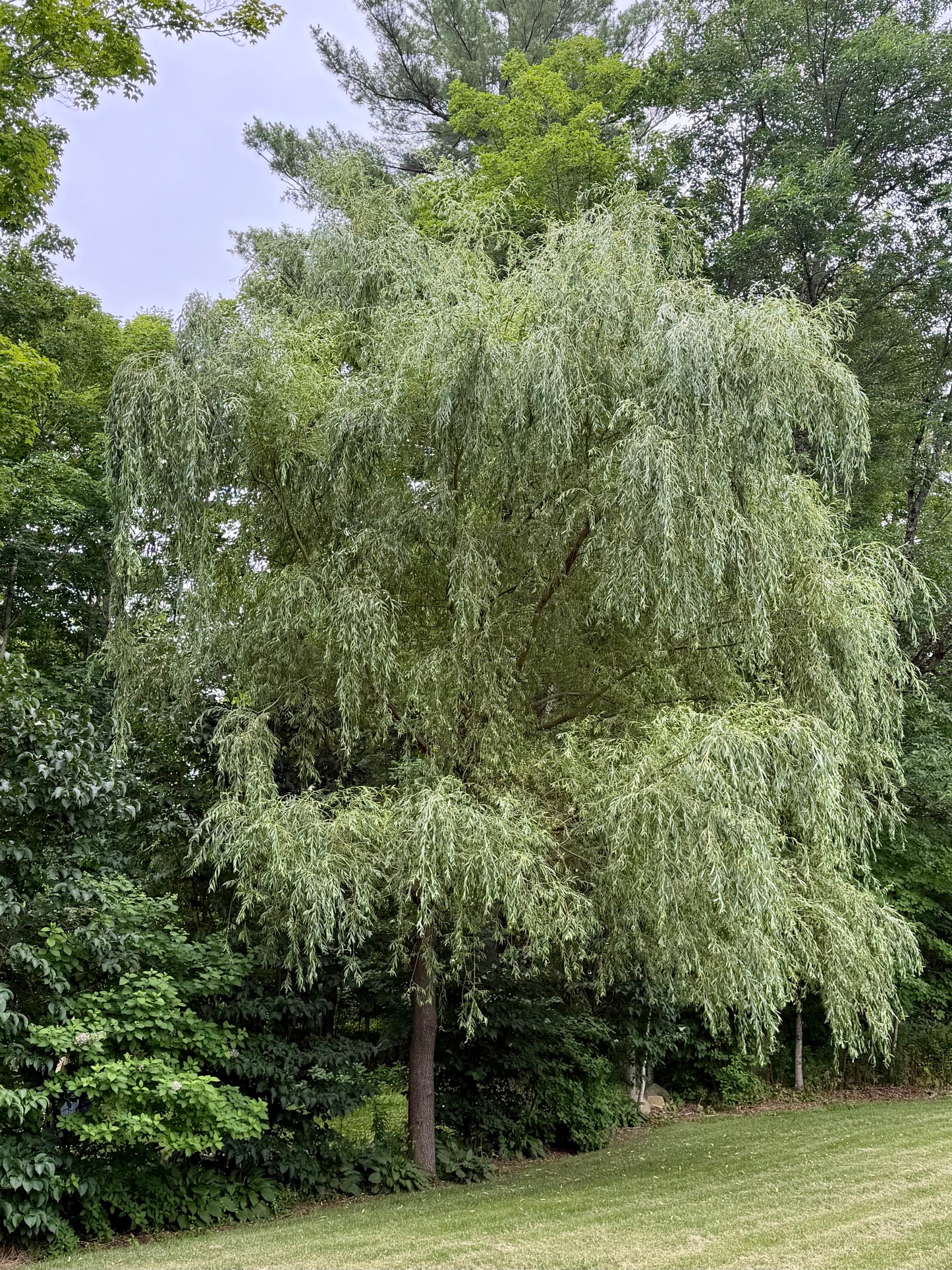 Salix alba 'Tristis Niobe' (Golden Weeping Willow)