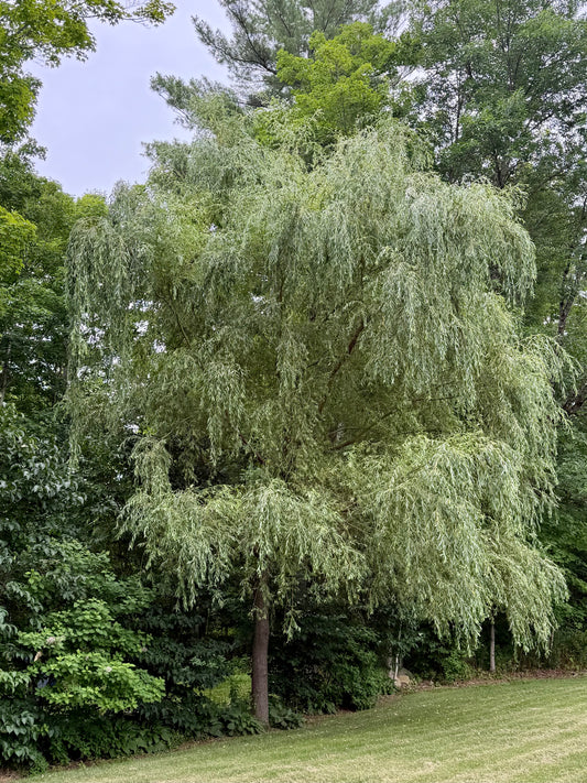 Salix alba 'Tristis Niobe' (Golden Weeping Willow)