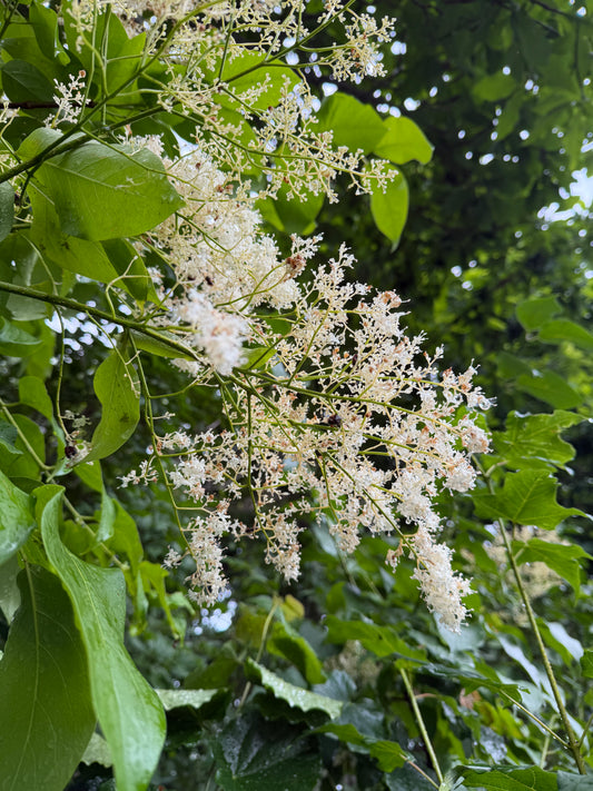 Syringa reticulata 'Snowdance' - Lilac Tree