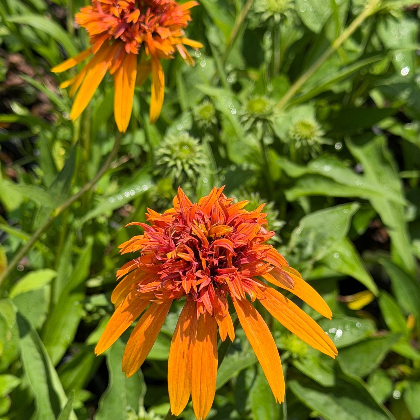 Echinacea x hybrida 'Marmalade' (Coneflower)