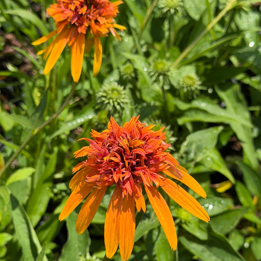 Echinacea x hybrida 'Marmalade' (Coneflower)