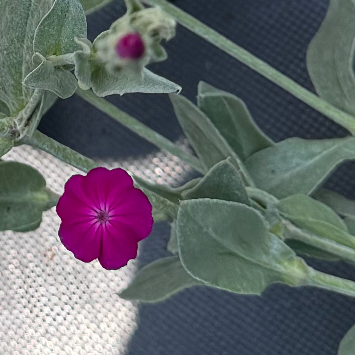 Lychnis coronaria 'Blood Red' (Rose Campion)