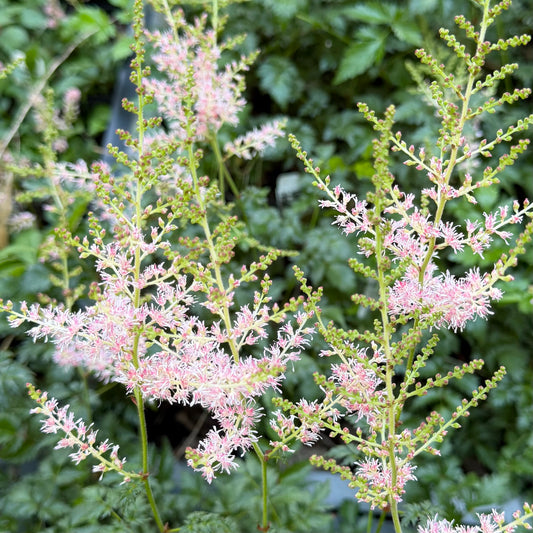 Astilbe simplicifolia 'Hennie Graafland'