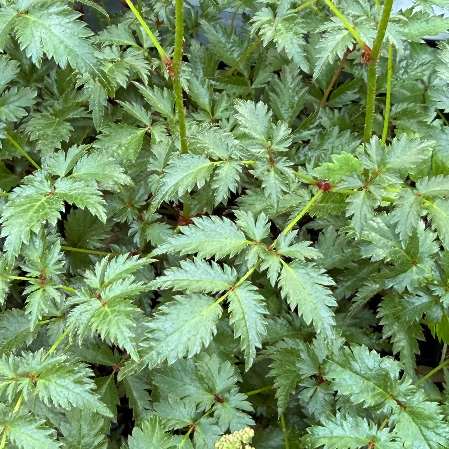 Astilbe simplicifolia 'Hennie Graafland'