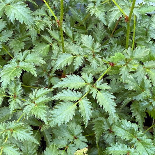Astilbe simplicifolia 'Hennie Graafland'