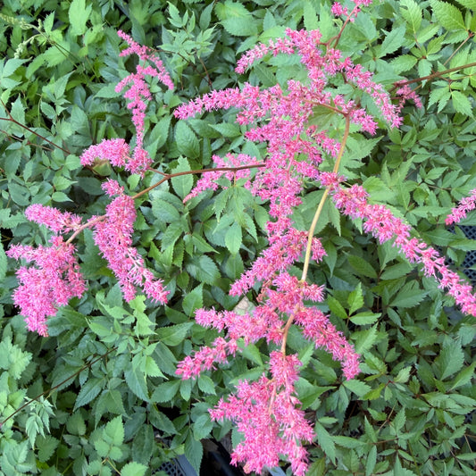 Astilbe arendsii 'Red Light'