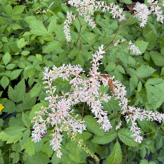 Astilbe thunbergii 'Betsy Cuperus'