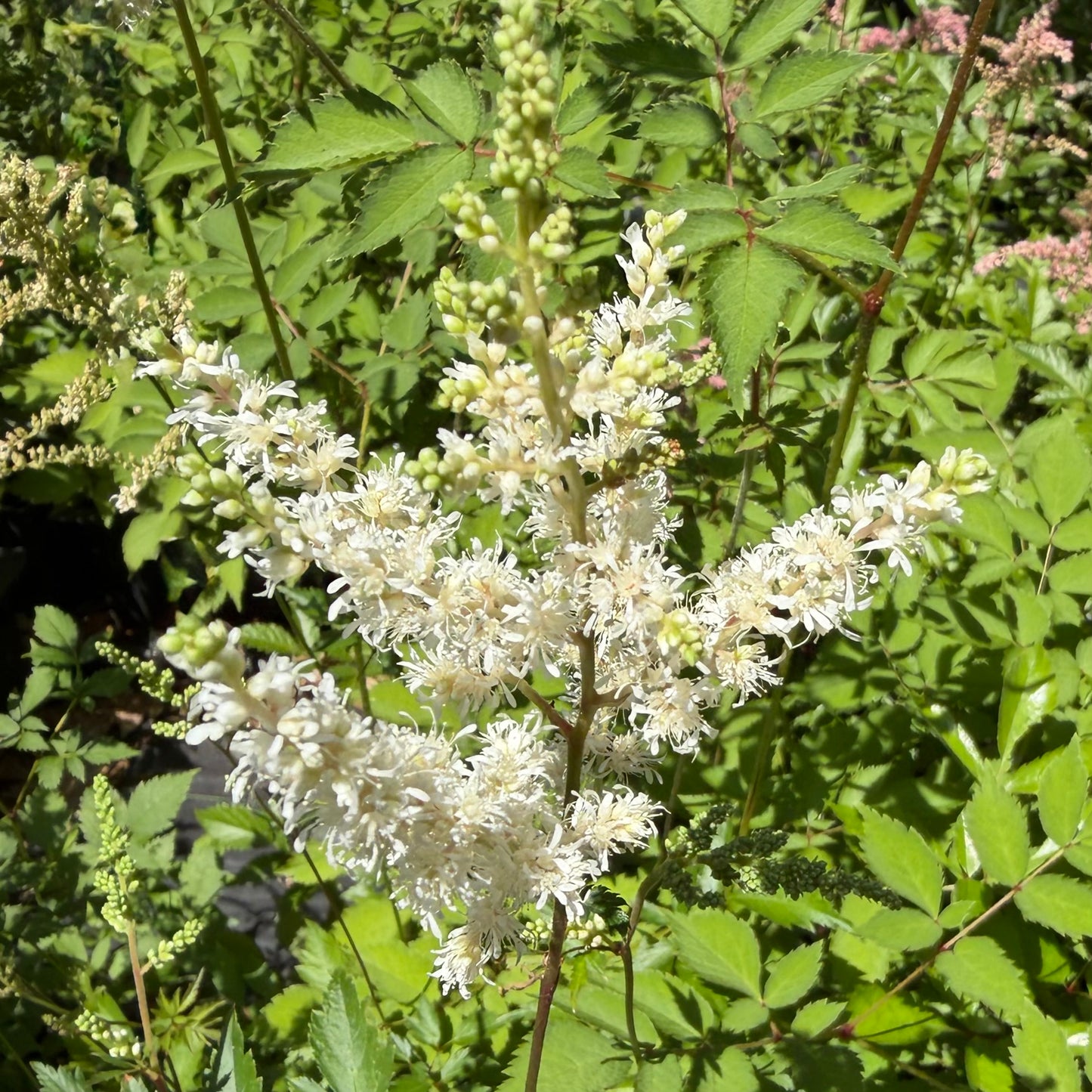 Astilbe arendsii 'Sarma'