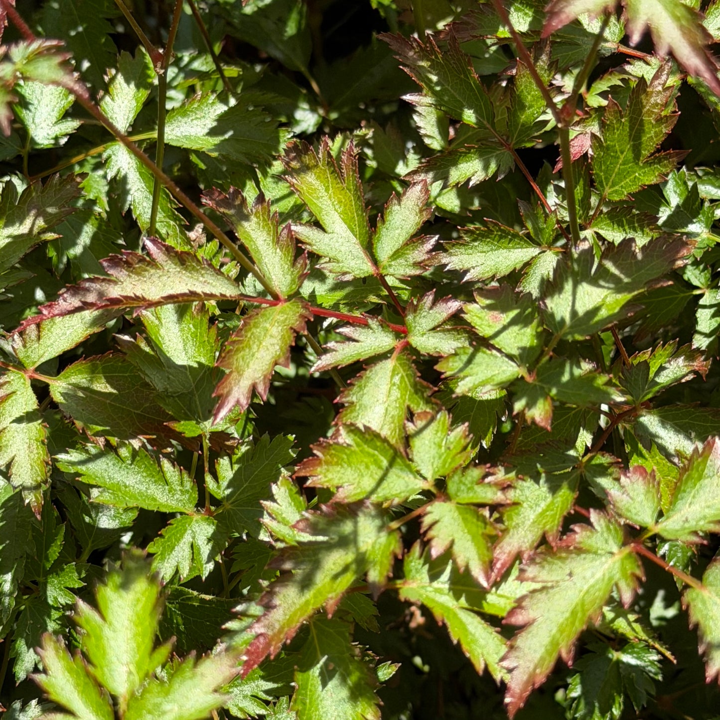 Astilbe simplicifolia 'Key Biscayne'