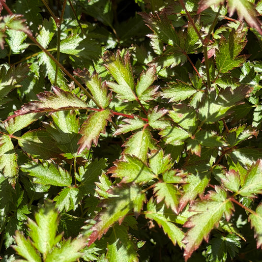 Astilbe simplicifolia 'Key Biscayne'