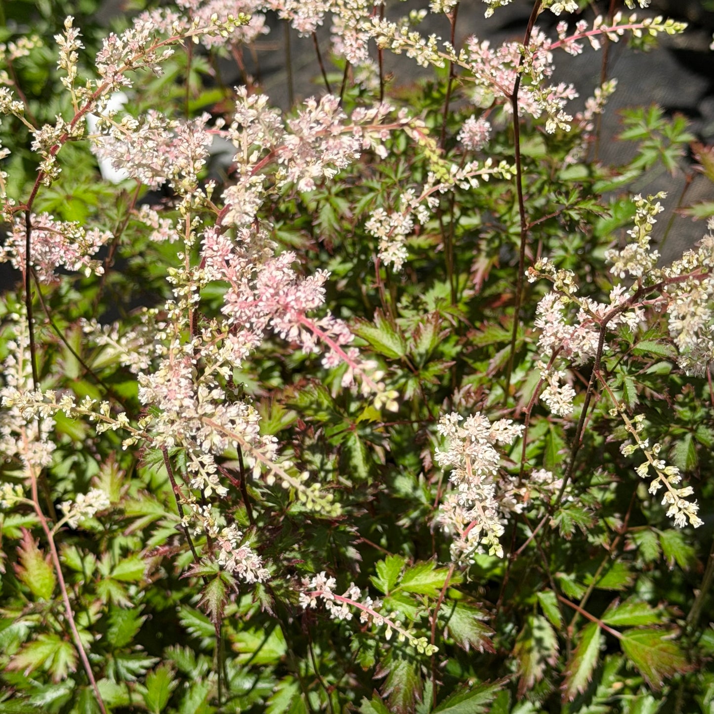 Astilbe simplicifolia 'Key Biscayne'
