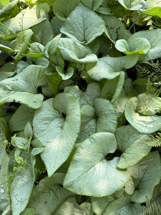 Brunnera macrophylla 'Alexandria'