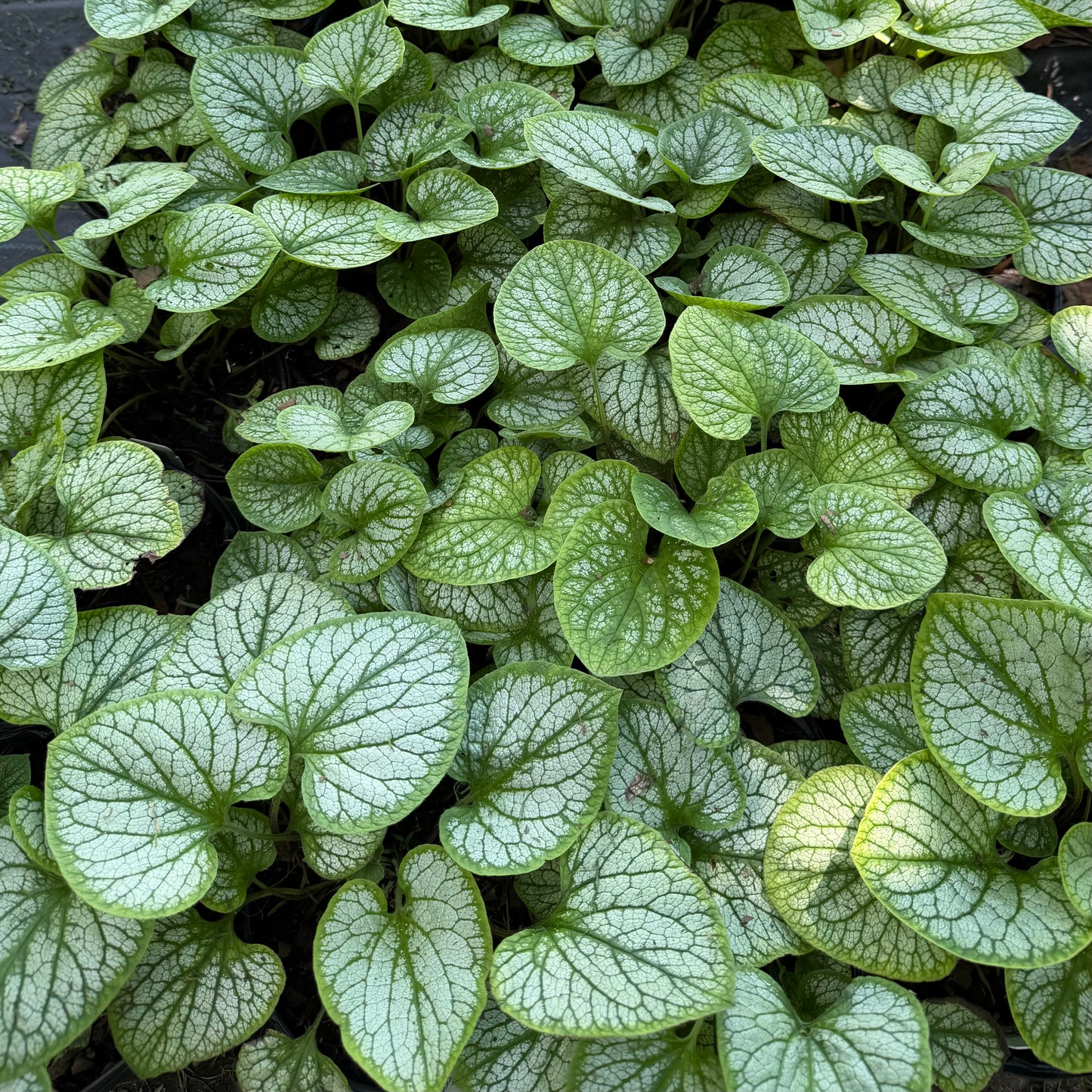 Brunnera macrophylla 'Frostbite'