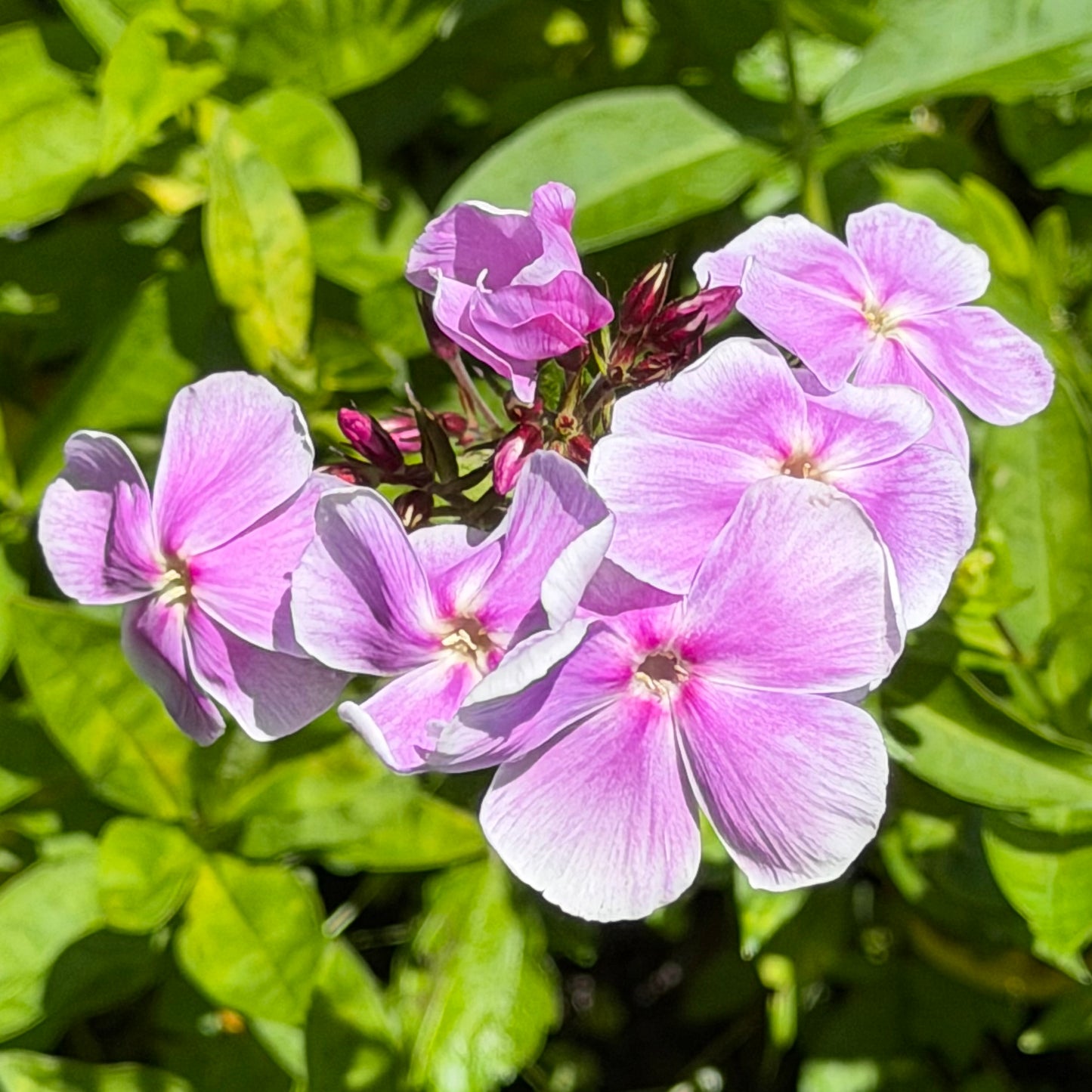 Phlox paniculata 'Franz Schubert'