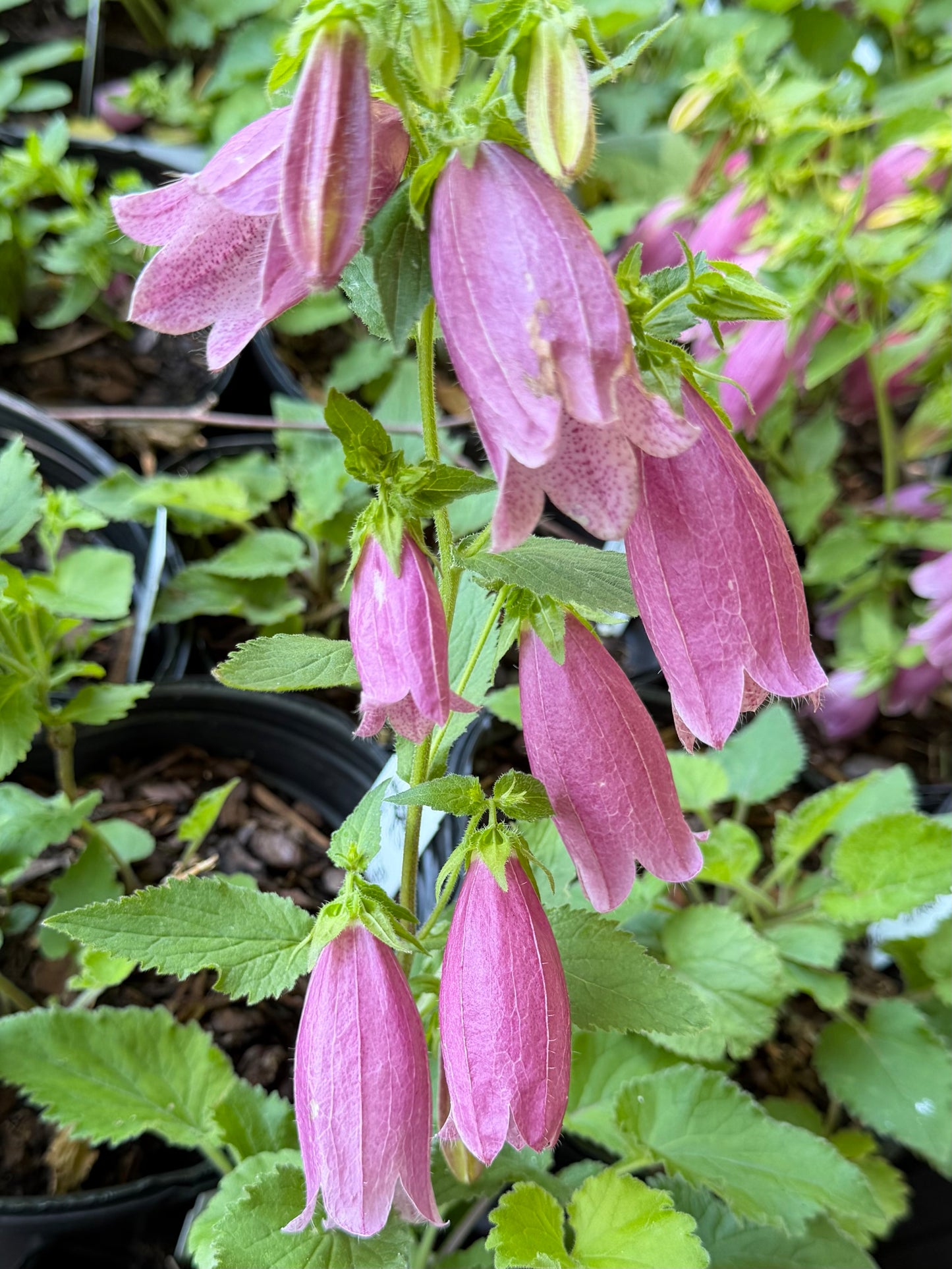 Campanula punctata 'Cherry Bells' (Bellflower)