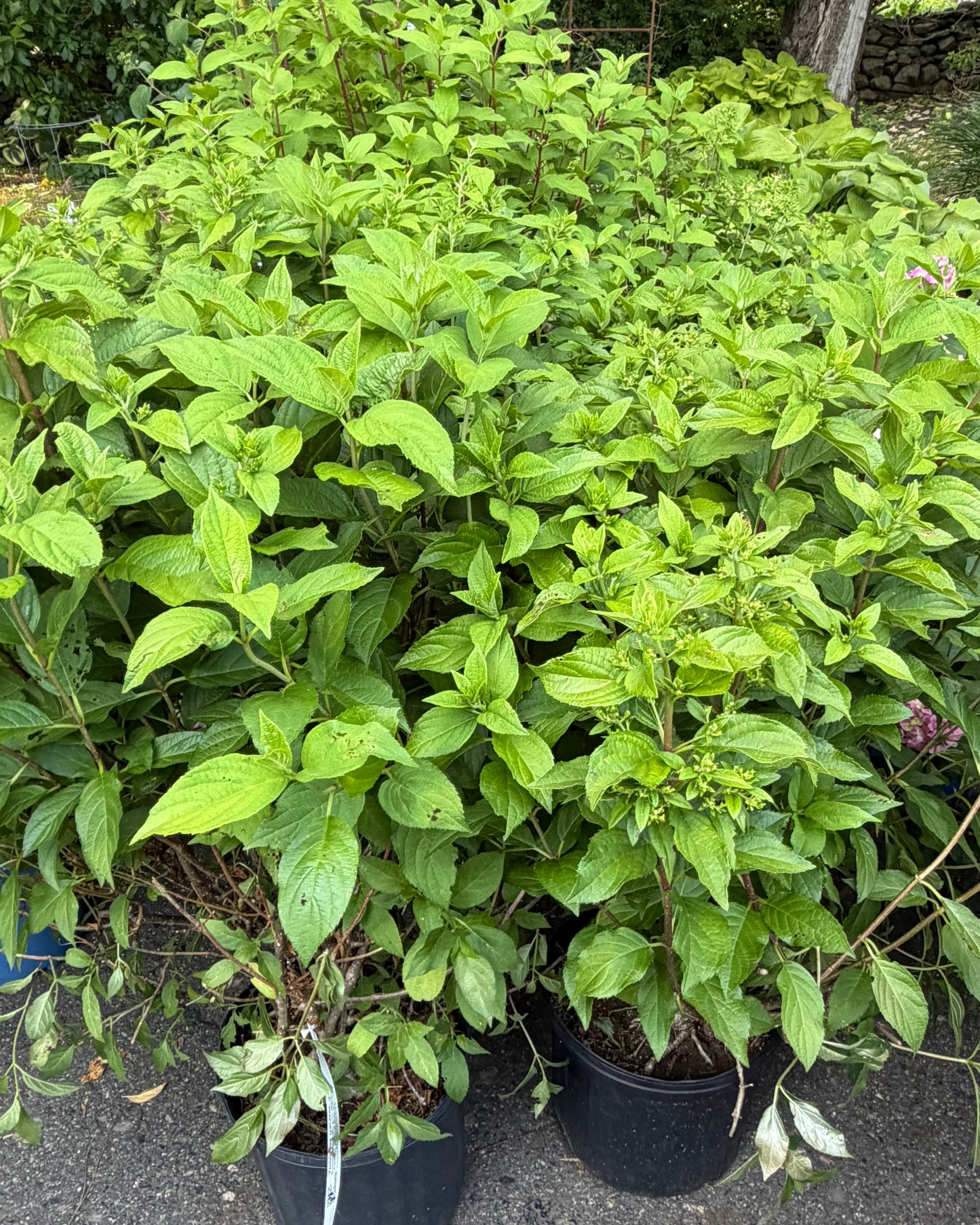 Hydrangea paniculata 'Quick Fire Fab' - (Shrub)