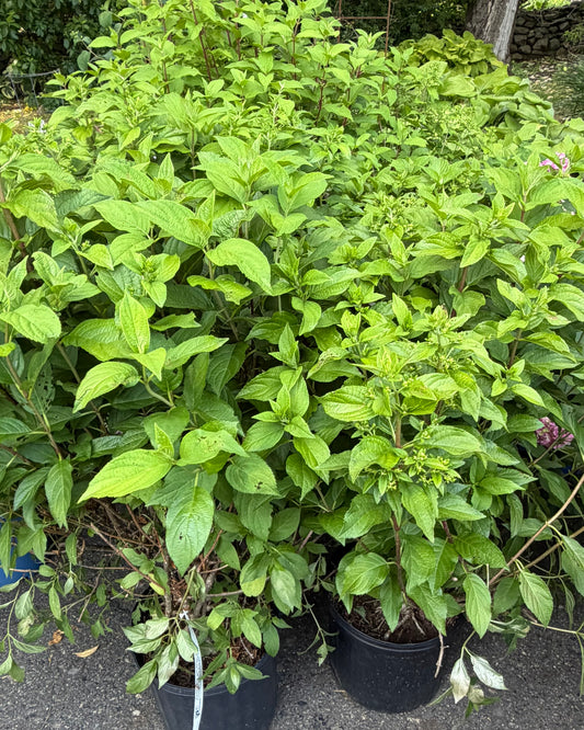 Hydrangea paniculata 'Quick Fire Fab' - (Shrub)