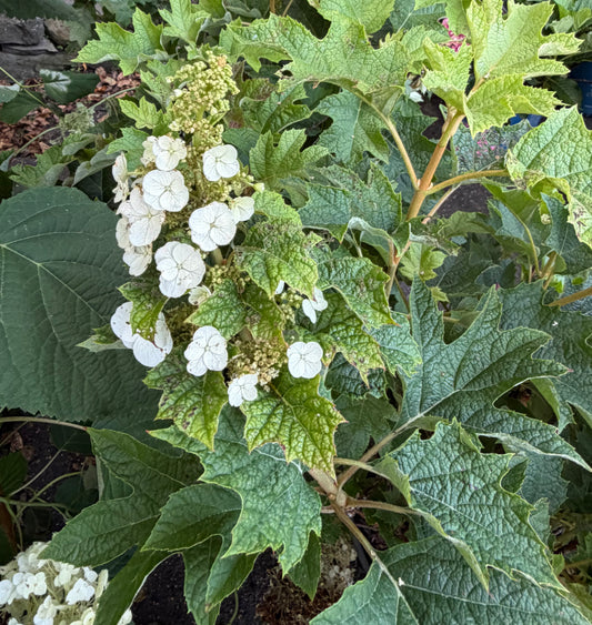 Hydrangea quercifolia 'Ruby Slippers' (Oakleaf Hydrangea)