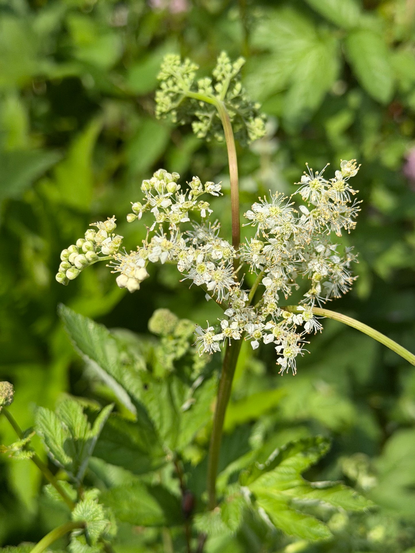 Filipendula vulgaris ‘Plena’ (Meadowsweet)