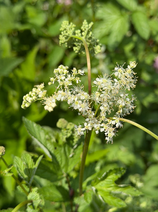 Filipendula vulgaris ‘Plena’ (Meadowsweet)