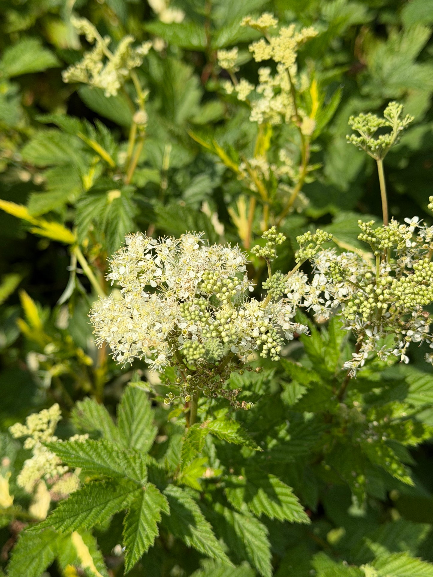 Filipendula ulmaria 'Variegata' (Meadowsweet)