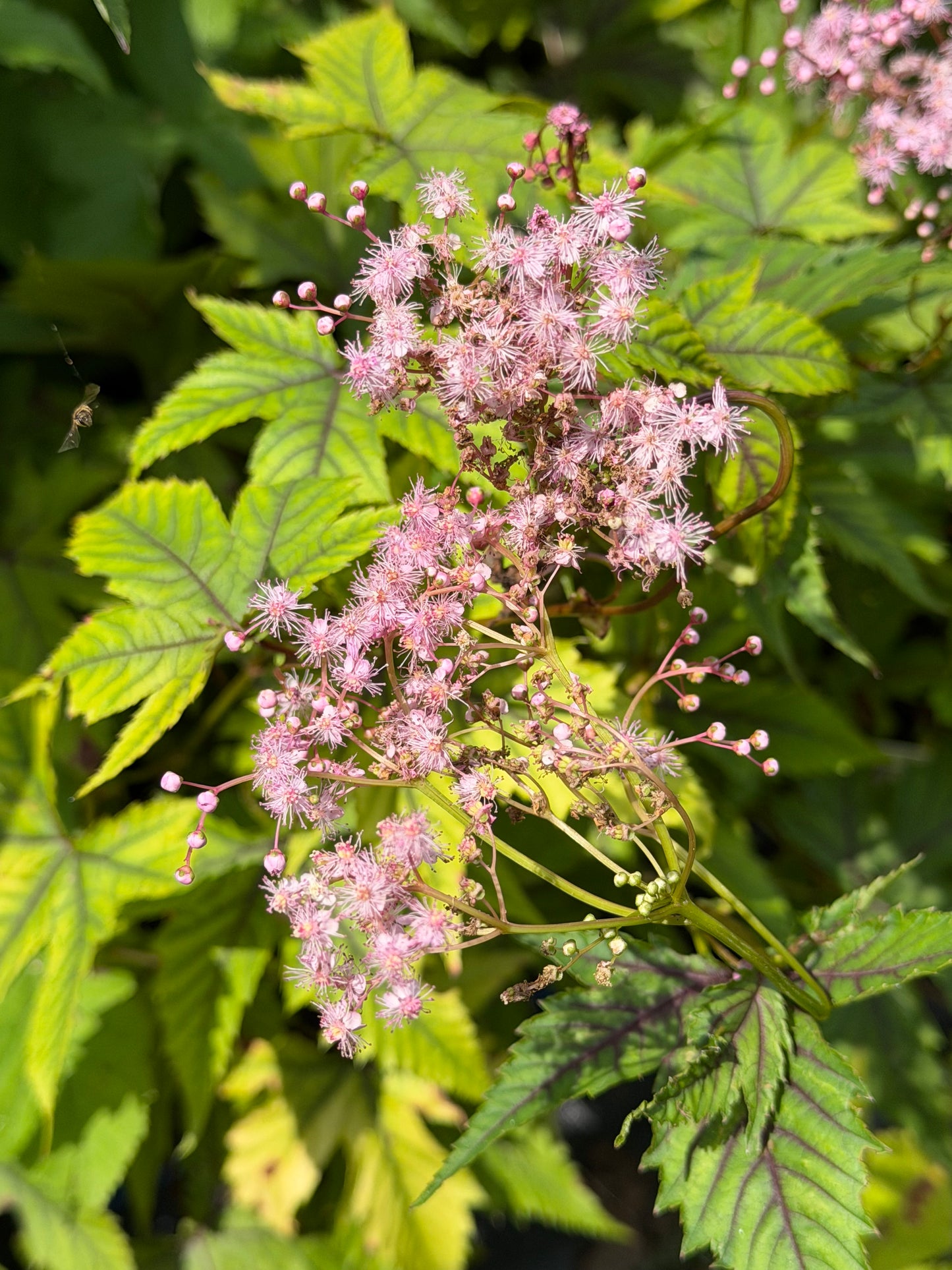 Filipendula x 'Red Umbrellas' (Meadowsweet)