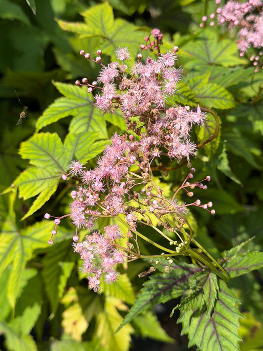 Filipendula x 'Red Umbrellas' (Meadowsweet)