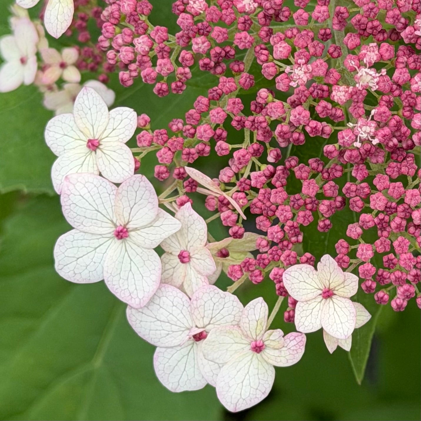 Hydrangea arborescens ‘Pinky Pollen Ring’