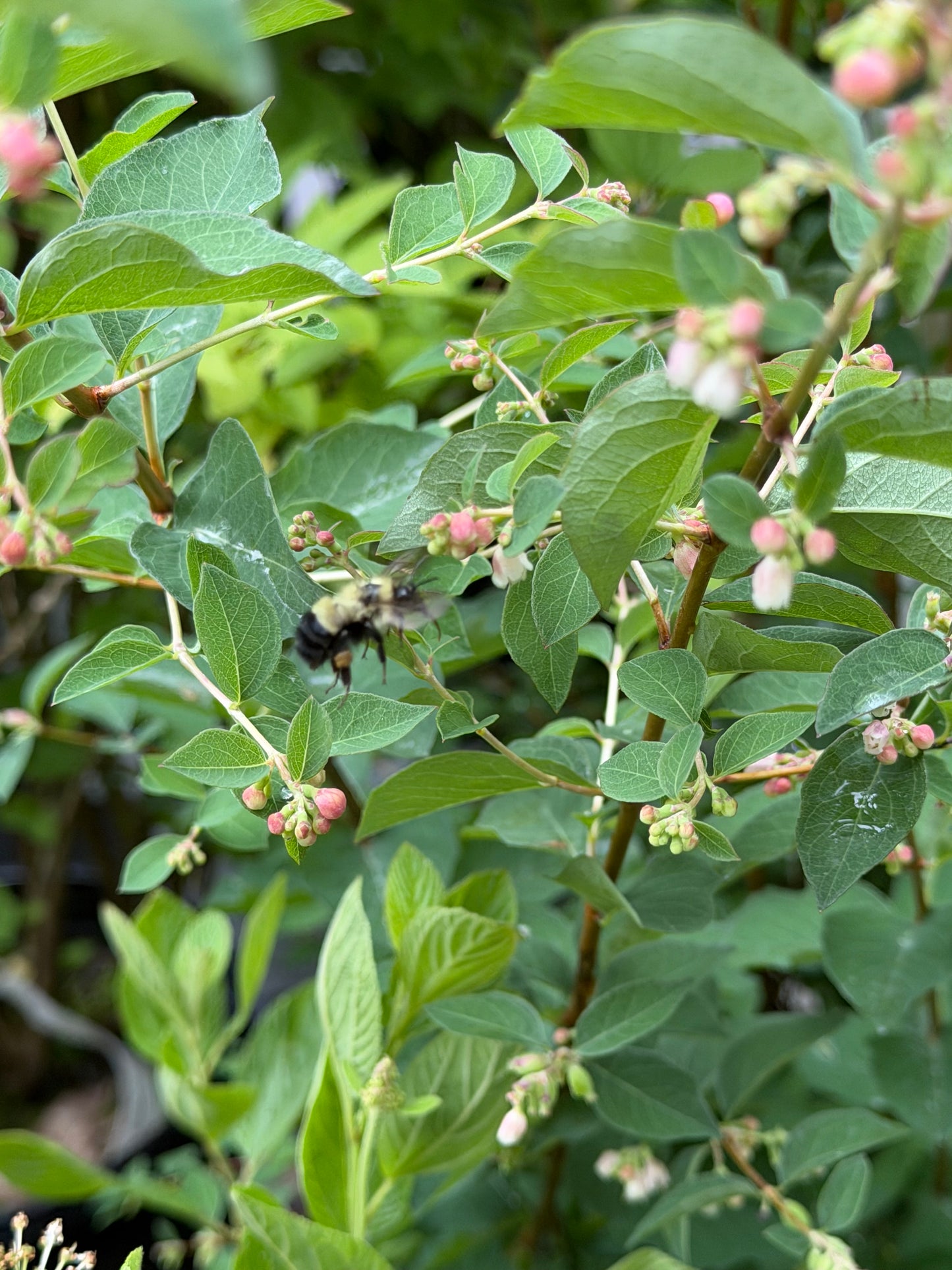 Symphoricarpos x doorenbosii Candy™ (Snowberry)