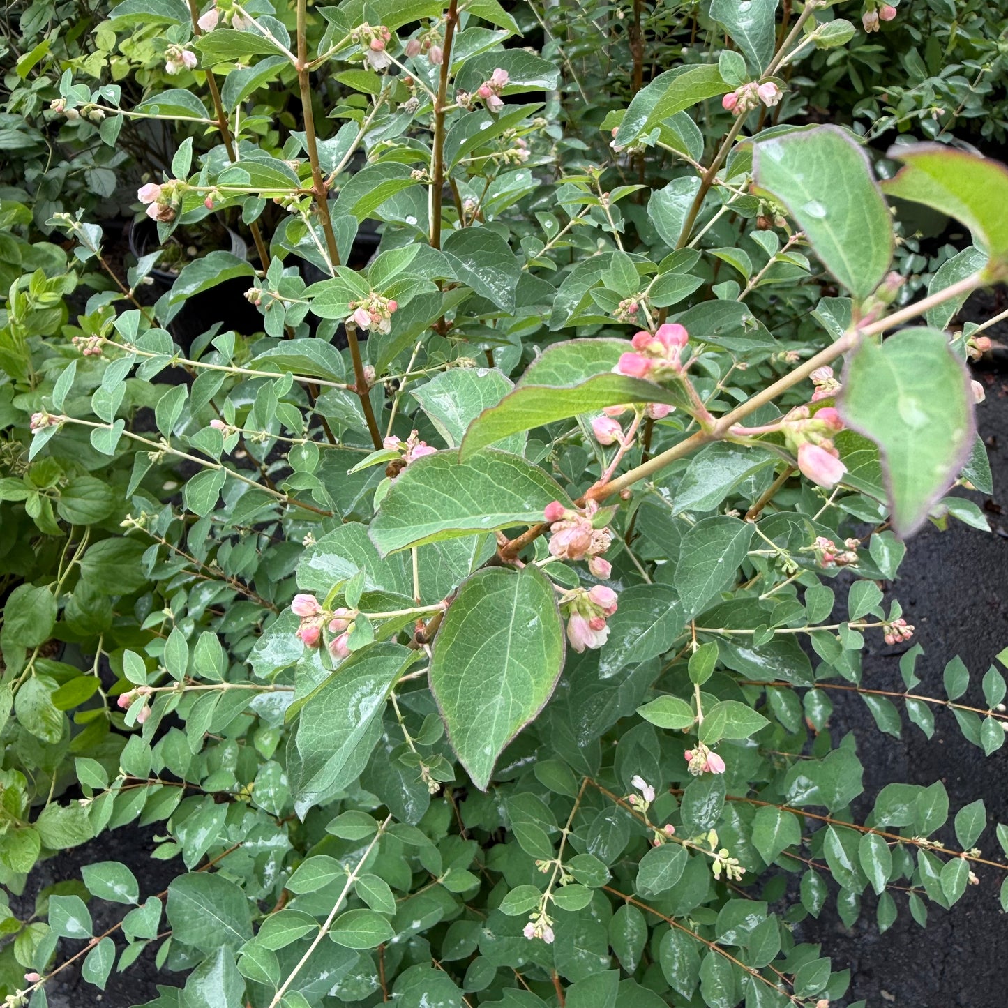 Symphoricarpos x doorenbosii Candy™ (Snowberry)