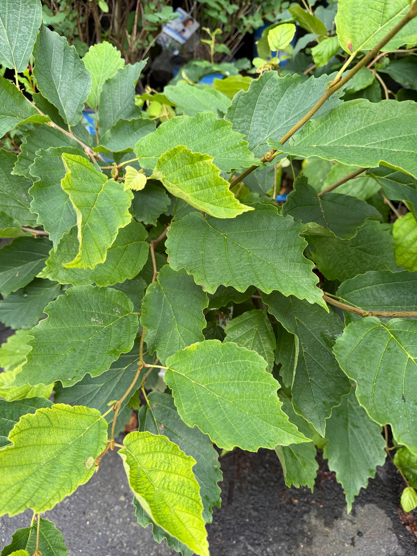 Hamamelis virginiana 'Harvest Moon' (Witch Hazel)
