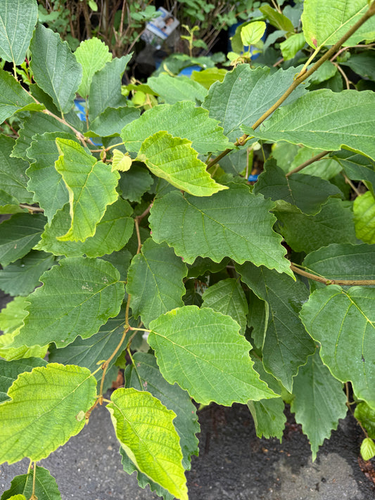 Hamamelis virginiana 'Harvest Moon' (Witch Hazel)