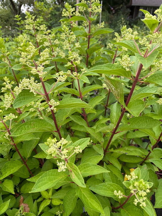 Hydrangea paniculata 'Fire Light Tidbit'