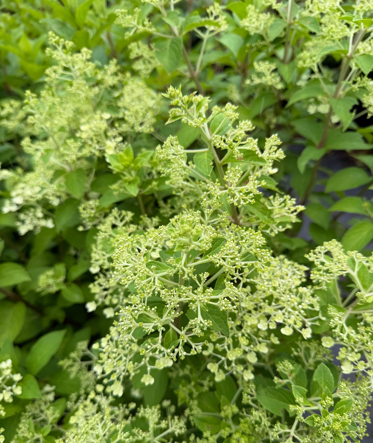Hydrangea paniculata 'Bobo'