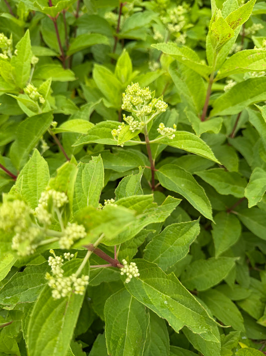 Hydrangea paniculata 'Tickled Pink'