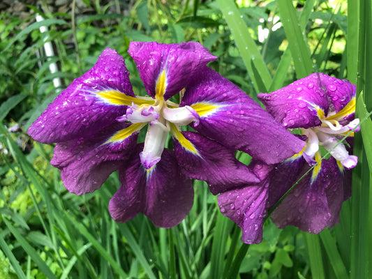 Iris ensata 'Sensation'