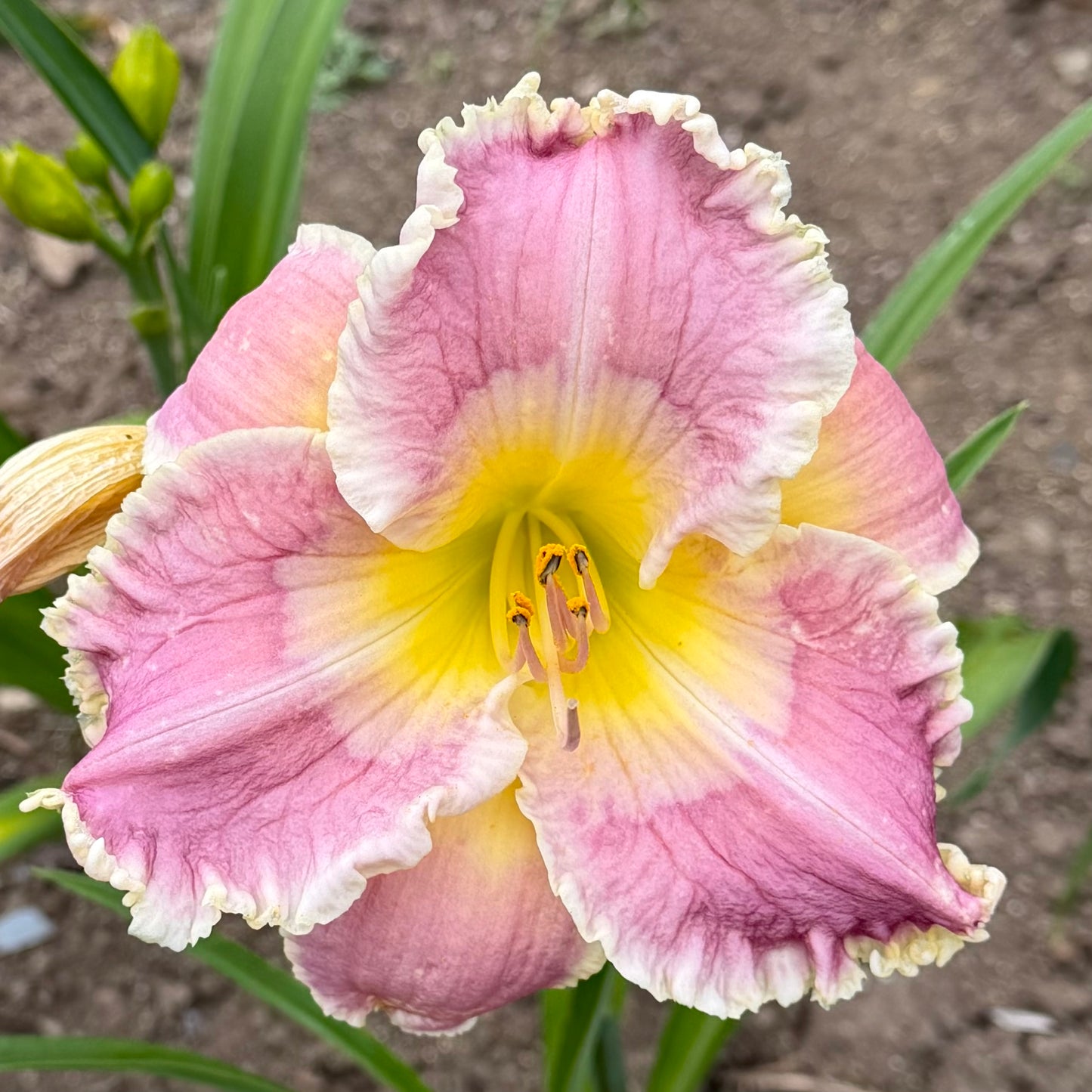 Hemerocallis 'Ring the Bells of Heaven' (Daylily)