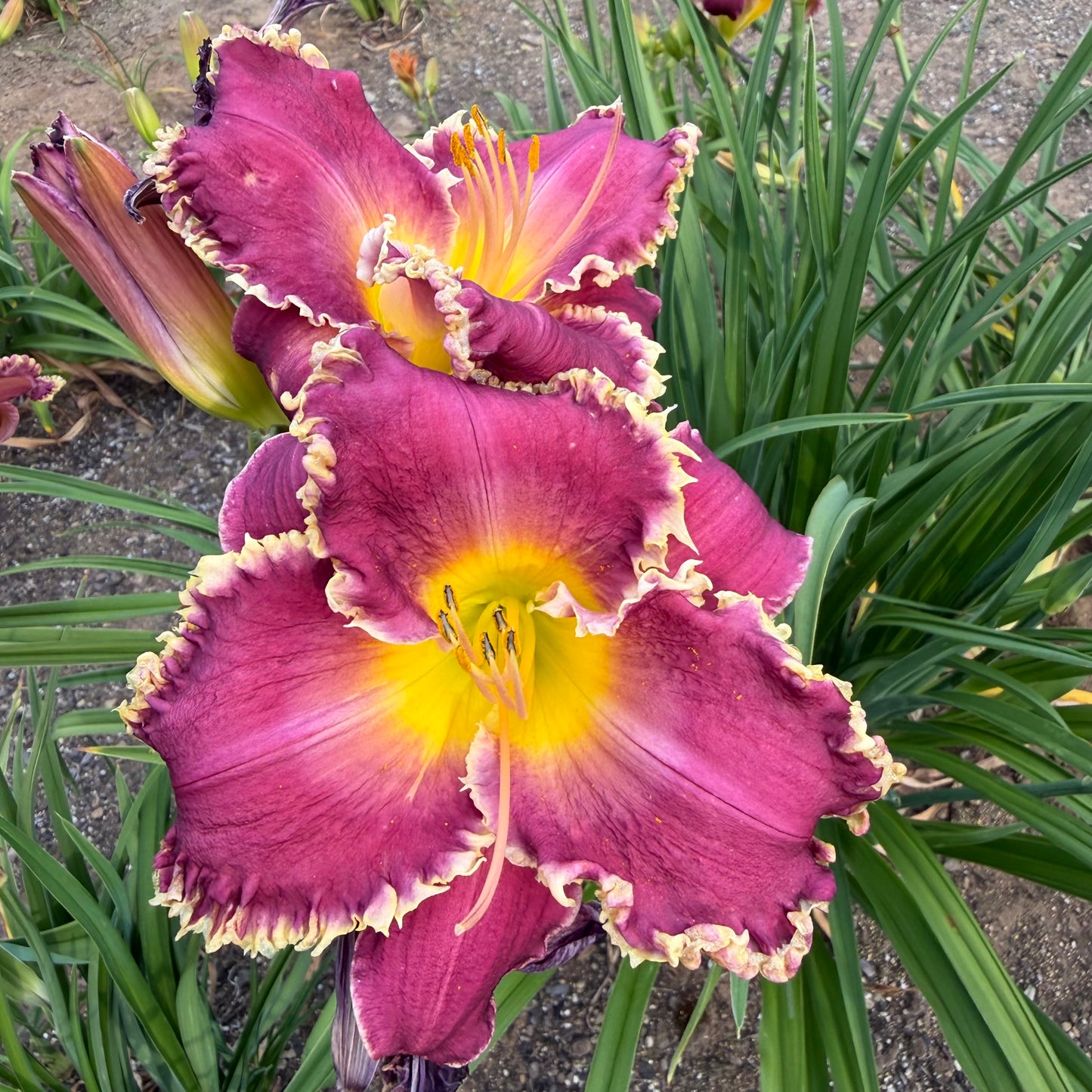 Hemerocallis 'Bettylen' (Daylily)