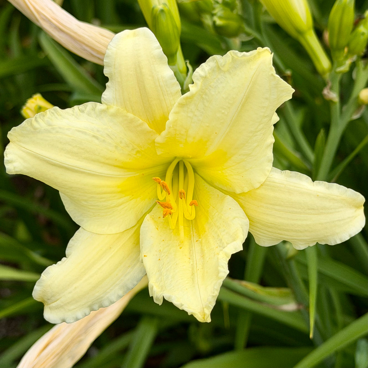 Hemerocallis 'White Formal' (Daylily)