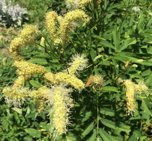 Sanguisorba tenuifolia alba