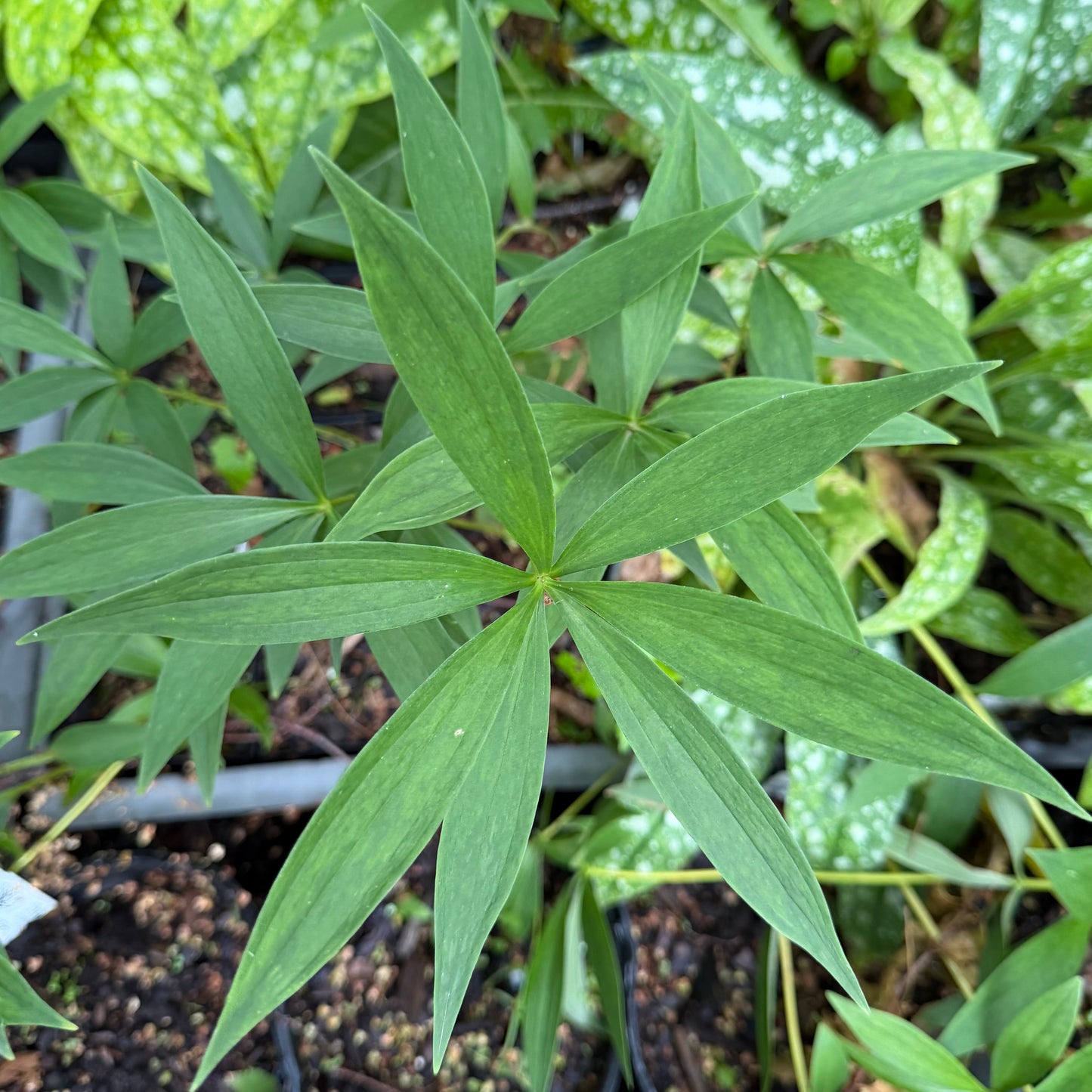 Lilium superbum (Turk's Cap Lily)
