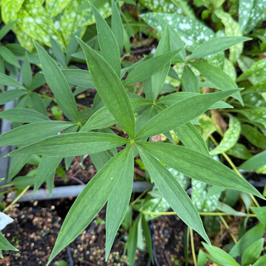 Lilium superbum (Turk's Cap Lily)