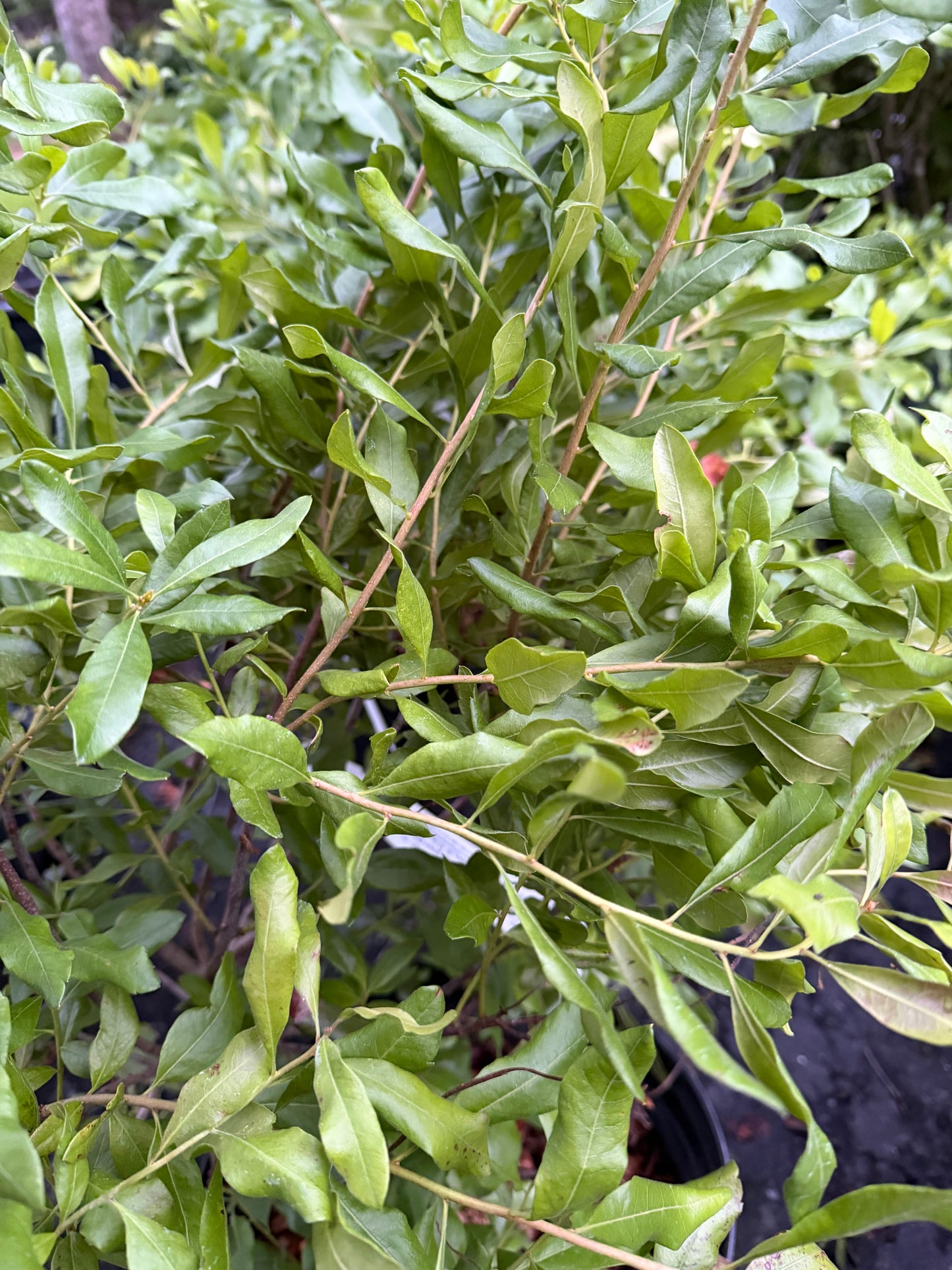 Myrica pensylvanica  (Northern Bayberry)