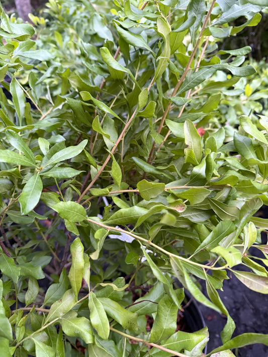 Myrica pensylvanica  (Northern Bayberry)