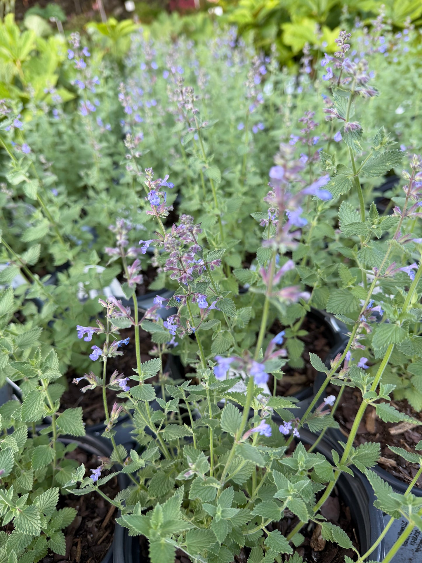 Nepeta x faassenii 'Cat's Meow' (Catmint, Catnip)
