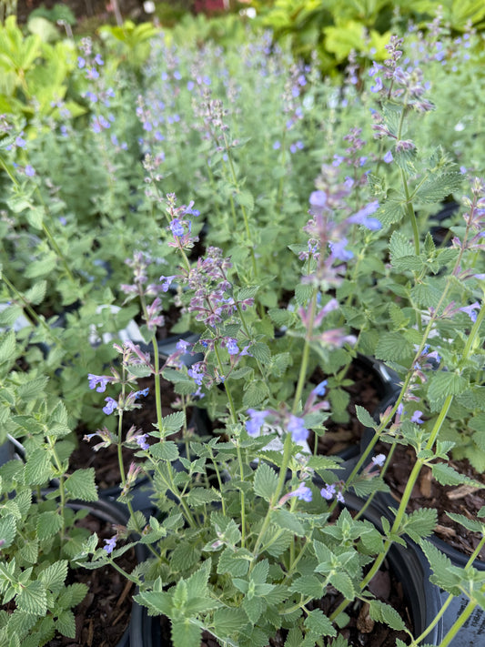Nepeta x faassenii 'Cat's Meow' (Catmint, Catnip)