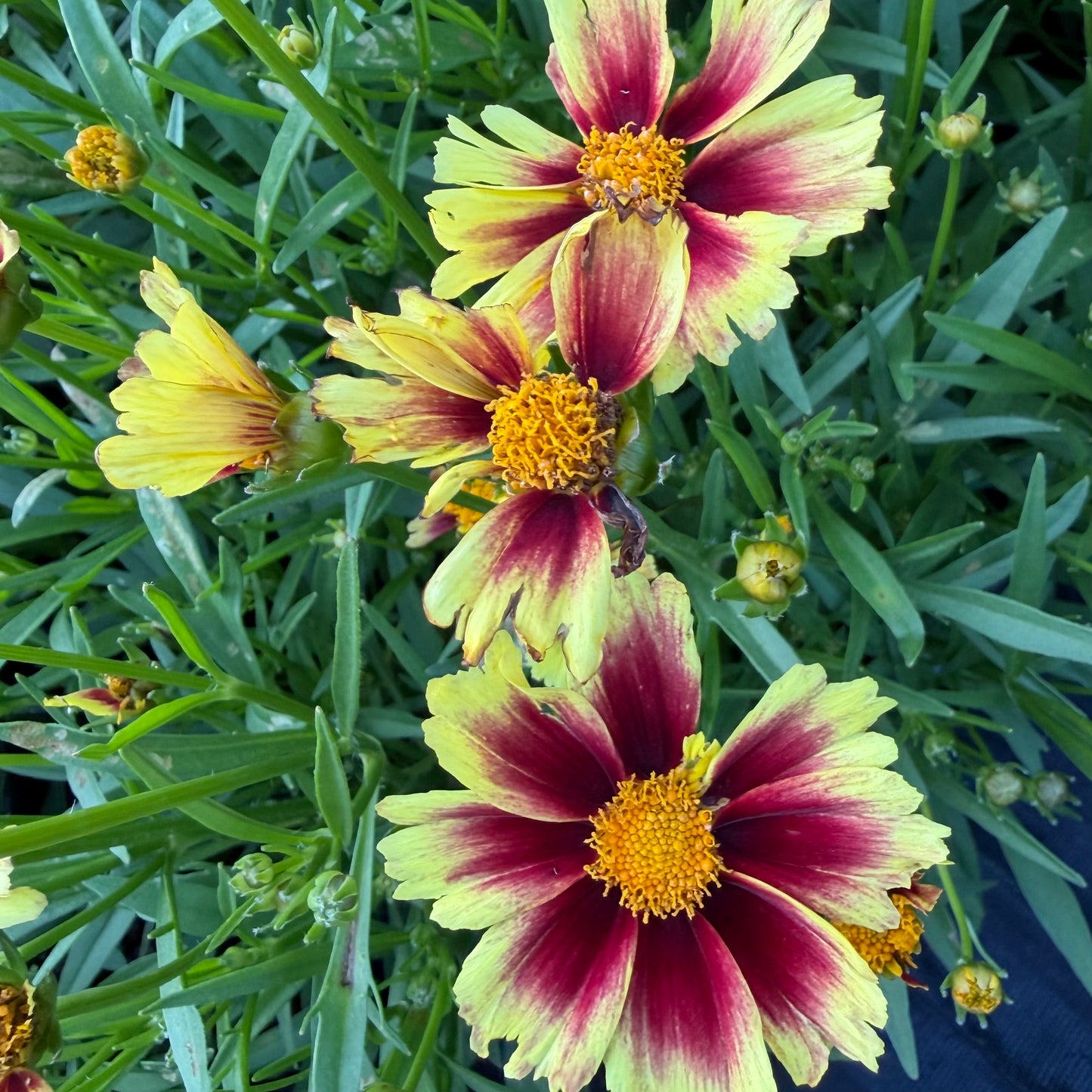Coreopsis grandiflora 'Leading Lady™ Iron Lady'