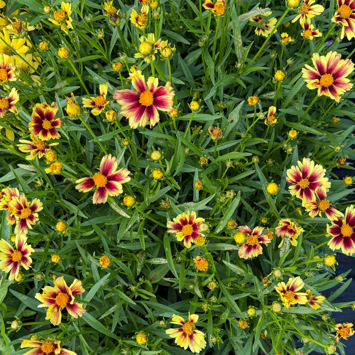 Coreopsis grandiflora 'Leading Lady™ Iron Lady'